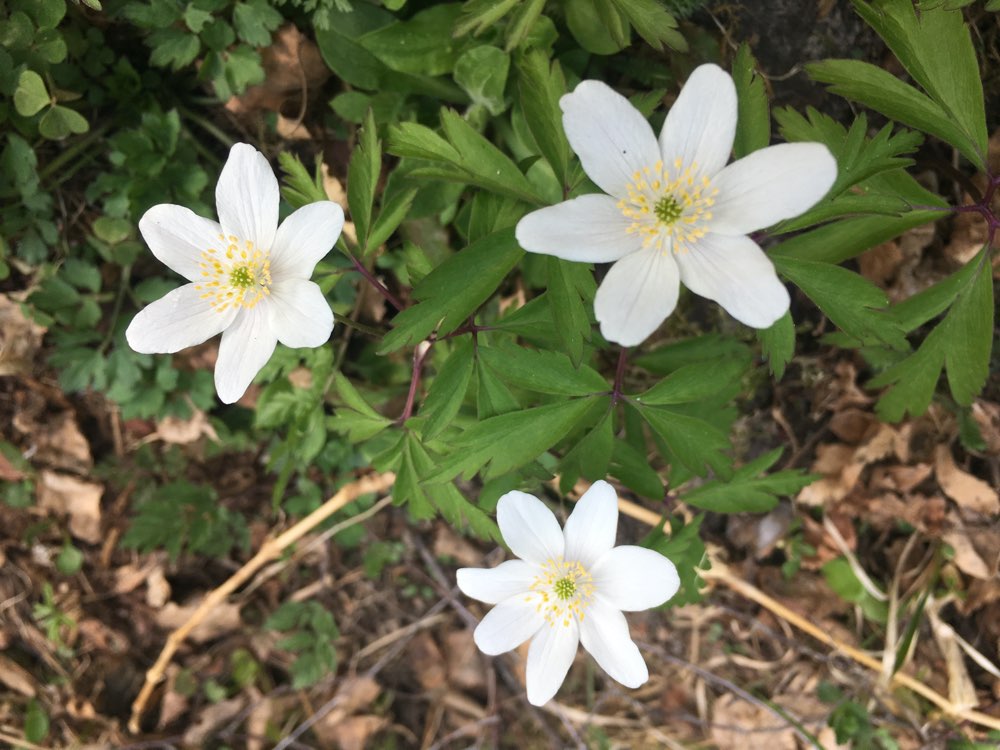 Pretty flower with leaves