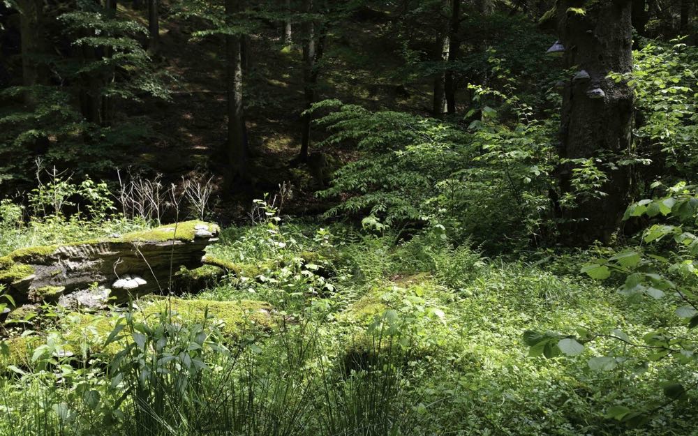 nss-ttd-recreation-eifel-1 © J Esser, Nationalpark Eifel