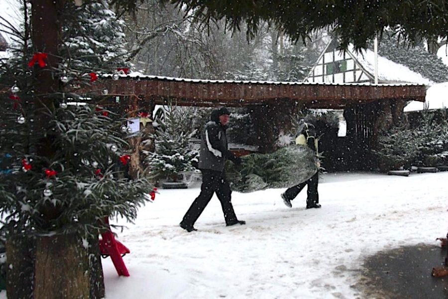 Two men with Christmas tree in snow